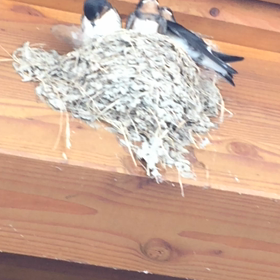 答えの動画〜ツバメのヒナヒナの画像