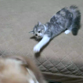 ショコラとハニーの画像