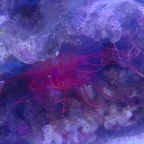 フレームスキャロップの画像