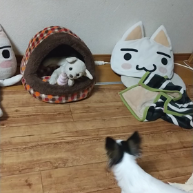 犬のぬいぐるみ、犬の写真に反応の画像