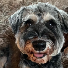 謹賀新年の画像