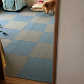 コギプロの画像