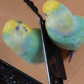 フウスケ、コンコン、カタカタの画像