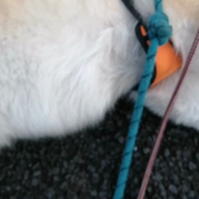 「僕歩きたくない❗」じっと見つめる飼い主にそうにらみ返した今朝の未来丸であった。ゴロ寝攻撃のの画像