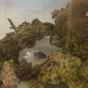 可愛いシマシマちゃんの画像