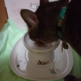 #猫壱さんのトレーシングルの画像