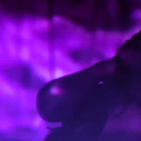 アリアナグランデどんちゃん騒ぎ‼️の画像