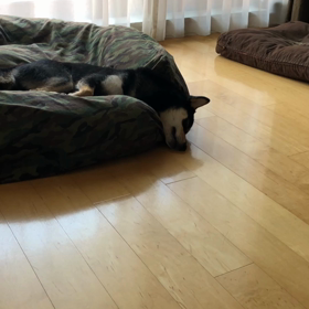 EVERの寝言の画像