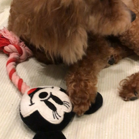 おもちゃに戸惑うココの画像