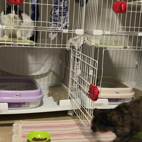 むるとひめの不思議な関係の画像