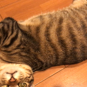 元気ニャの画像