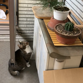 交通事故にあったって？どうしても食べたいにゃ〜猫動画の画像