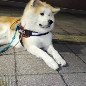 遂にご近所秋田犬ぶん太君が表紙を飾るShi-Ba冬号ゲット❗なんとカラー4ページのぶん太君の記事の画像