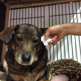 耳そうじの画像