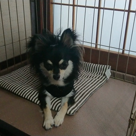 ウチのクーさん～小首をかしげるの画像