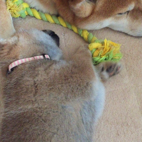 どしても欲しい Dhc のオリーブグリーンシリーズのシャンプー ハンドメイドと時々読書とハムスター