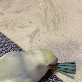 コザクラさくら、いつも通りの画像