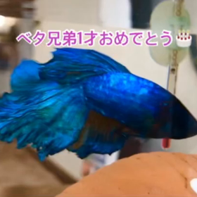 1才になったベタ兄弟姉妹の画像