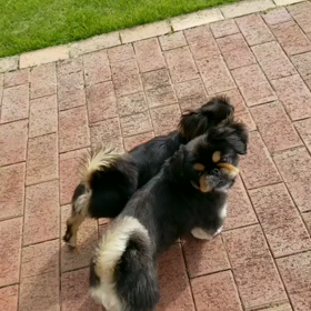 無料ドッグランだ～( ≧∀≦)の画像