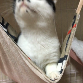 ハンモック娘の画像