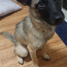 小鉄 ご飯の時間の画像