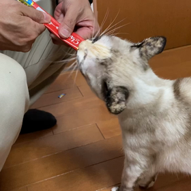 今日のマロンの画像