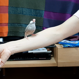 小鳥さん、ケンカの画像