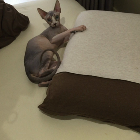 一猫遊びその三の画像