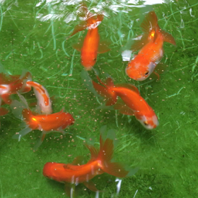 空耳アワーの画像