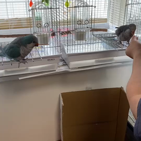 ２羽同時にの画像