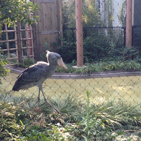 動画が貼り付け出来るようになったの画像