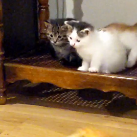 子猫シンクロの画像