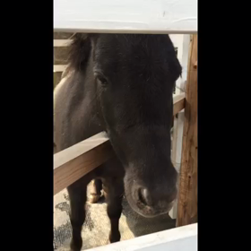 あかりちゃんの画像