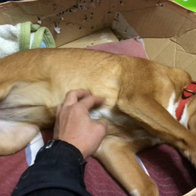 茶色のスヌーピーの画像