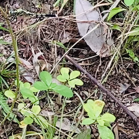 介護記録１３６（トイレのブラシ）の画像