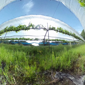 本日も快晴の画像