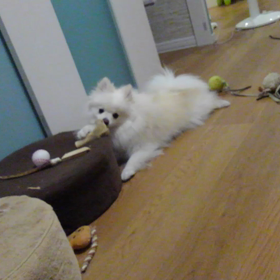 鹿の骨をがじがじしてますの画像