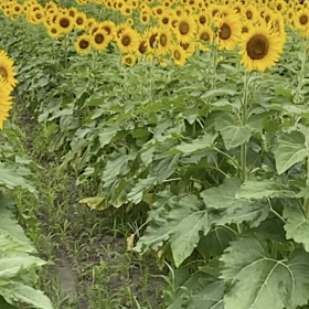 手のひら　と　足の裏　は　受振動感知　高性能(*^^*)の画像