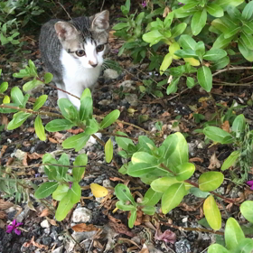 にゃんだぁらんどにようこそ。の画像