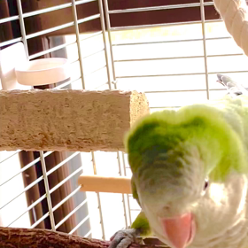 インコ達のおしゃべりと換気についての画像