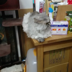 会話に合わせてくれる猫の画像