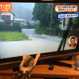 めざましTVのワイパーに反応するネコ☆の画像