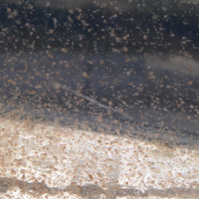 ミジンコ大量に売れてます！の画像