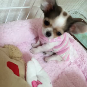 初動画＊くるみの画像