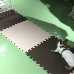 ラビットホッピング エキシビションの画像