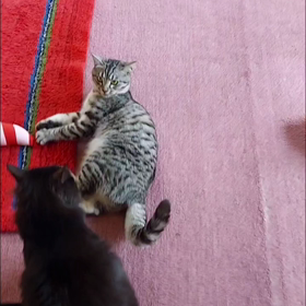 やめてー( ´ﾟдﾟ｀)の画像