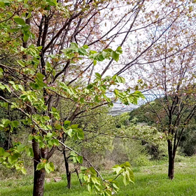 第１７回　ヤマザクラの会に参加の画像