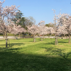 桜城。の画像