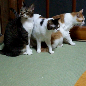 みんな目つきワル！の画像