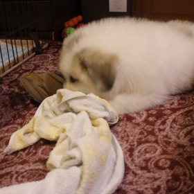 お転婆娘のビフォー、アフターの画像